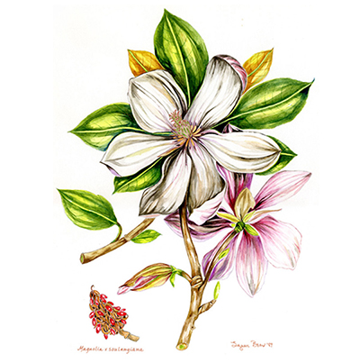 Magnolia - Botanical Watercolor by Lynne Beard